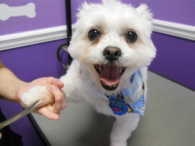 Grooming nail trimming